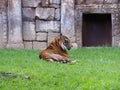 Impressive specimen adult sumatran tiger on the grass