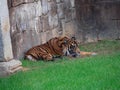 Impressive specimen adult sumatran tiger on the grass
