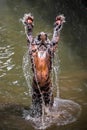 Sumatran Tiger jumped out from the waters