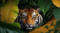 Sumatran Tiger in the jungle