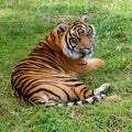 Sumatran Tiger Lying Looking Over Shoulder Royalty Free Stock Photo
