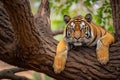 Sumatran Tiger lying on the tree.