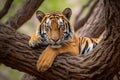 Sumatran Tiger lying on the tree.