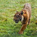 Sumatran Tiger Pacing Through Grass Royalty Free Stock Photo