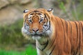 Sumatran tiger  Panthera tigris sondaica beautiful close-up portrait Royalty Free Stock Photo