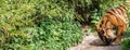 Sumatran tiger Panthera tigris sondaica nosing about on the path through the woods