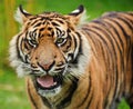 Sumatran Tiger Panthera Tigris Sumatrae Royalty Free Stock Photo