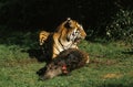 SUMATRAN TIGER panthera tigris sumatrae, ADULT EATING WILDBOAR KILL