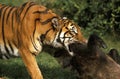Sumatran Tiger, panthera tigris sumatrae, Adult pulling its Prey, a Wildboar Kill
