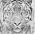 Sumatran Tiger, Panthera tigris sumatrae