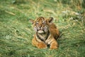 Sumatran Tiger, panthera tigris sumatrae, Cub Royalty Free Stock Photo