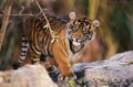 Sumatran Tiger, panthera tigris sumatrae, Cub Royalty Free Stock Photo