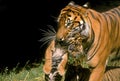 SUMATRAN TIGER panthera tigris sumatrae, FEMALE CARRYING BABY IN MOUTH Royalty Free Stock Photo