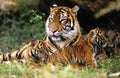 SUMATRAN TIGER panthera tigris sumatrae, FEMALE WITH CUB LAYING DOWN ON GRASS Royalty Free Stock Photo