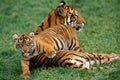 SUMATRAN TIGER panthera tigris sumatrae, FEMALE WITH CUB LAYING DOWN ON GRASS Royalty Free Stock Photo