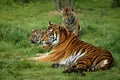 SUMATRAN TIGER panthera tigris sumatrae, FEMALE WITH CUB Royalty Free Stock Photo