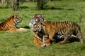 SUMATRAN TIGER panthera tigris sumatrae, FEMALE WITH CUB Royalty Free Stock Photo
