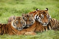 SUMATRAN TIGER panthera tigris sumatrae, FEMALE WITH CUB Royalty Free Stock Photo