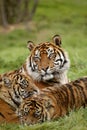 SUMATRAN TIGER panthera tigris sumatrae, FEMALE WITH CUB Royalty Free Stock Photo