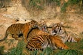 SUMATRAN TIGER panthera tigris sumatrae, FEMALE WITH TWO CUBS Royalty Free Stock Photo