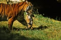 SUMATRAN TIGER panthera tigris sumatrae, MOTHER CARRYING CUB IN ITS MOUTH Royalty Free Stock Photo