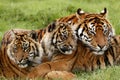 Sumatran Tiger, panthera tigris sumatrae, Mother with Cub Royalty Free Stock Photo