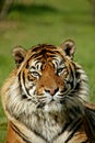 Sumatran Tiger, panthera tigris sumatrae, Portrait of Adult Royalty Free Stock Photo