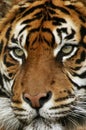 Sumatran Tiger, panthera tigris sumatrae, Portrait of Adult Royalty Free Stock Photo