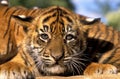 SUMATRAN TIGER panthera tigris sumatrae, PORTRAIT OF CUB Royalty Free Stock Photo