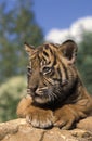 Sumatran Tiger, panthera tigris sumatrae, Portrait of Cub Royalty Free Stock Photo