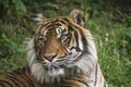 Sumatran Tiger, panthera tigris sumatrae, Portrait of Male Royalty Free Stock Photo