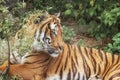 Sumatran Tiger, Panthera tigris sumatrae, small` big cat lies. Origin is Indonesian island of Sumatra. Portrait Royalty Free Stock Photo