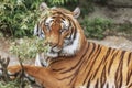 Sumatran Tiger, Panthera tigris sumatrae, `small` big cat lies. Origin is Indonesian island of Sumatra. Portrait Royalty Free Stock Photo