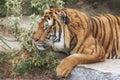 Sumatran Tiger, Panthera tigris sumatrae, `small` big cat is a loner. Origin is Indonesian island of Sumatra