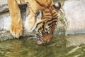 Sumatran Tiger, Panthera tigris sumatrae, `small` big cat is at a watering place. Origin is Indonesian island of Sumatra Royalty Free Stock Photo