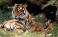 SUMATRAN TIGER panthera tigris sumatrae Royalty Free Stock Photo