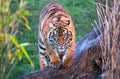 Sumatran tiger Panthera tigris sumatrae Royalty Free Stock Photo