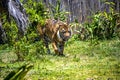 Sumatran Tiger (Panthera tigris sumatrae) at Sydney Zoo