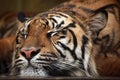 Sumatran tiger (Panthera tigris sumatrae). Royalty Free Stock Photo