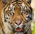 Sumatran Tiger, Panthera tigris sumatrae Royalty Free Stock Photo