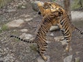 Sumatran Tiger, Panthera tigris sumatrae, young females practice fights Royalty Free Stock Photo
