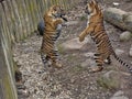 Sumatran Tiger, Panthera tigris sumatrae, young females practice fights Royalty Free Stock Photo