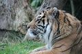 Sumatran Tiger rare and endagered