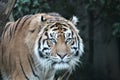 tiger - Sumatran Tiger rare and endagered Royalty Free Stock Photo