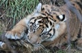 Sumatran Tiger rare and endagered cub
