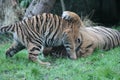 Sumatran Tiger rare and endagered cub playing