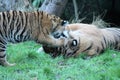 Sumatran Tiger rare and endagered cub playing