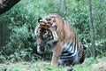 Sumatran Tiger rare and endagered lick paw