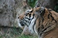 Sumatran Tiger rare and endagered profile Royalty Free Stock Photo