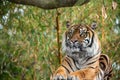 Sumatran tiger sitting upright in the zoo